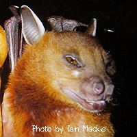 Cynopterus brachyotis